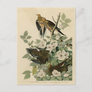 Carolina Turtle Dove Mourning Dove Audubon's vogel Briefkaart