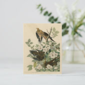 Carolina Turtle Dove Mourning Dove Audubon's vogel Briefkaart (Staand voorkant)