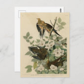 Carolina Turtle Dove Mourning Dove Audubon's vogel Briefkaart (Voorkant / Achterkant)