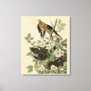 Carolina Turtle Dove Mourning Dove Audubon's vogel Canvas Afdruk