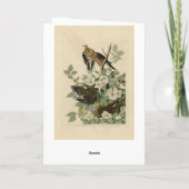 Carolina Turtle Dove Mourning Dove Audubon's vogel Kaart (Achterkant)