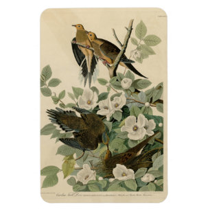 Carolina Turtle Dove Mourning Dove Audubon's vogel Magneet