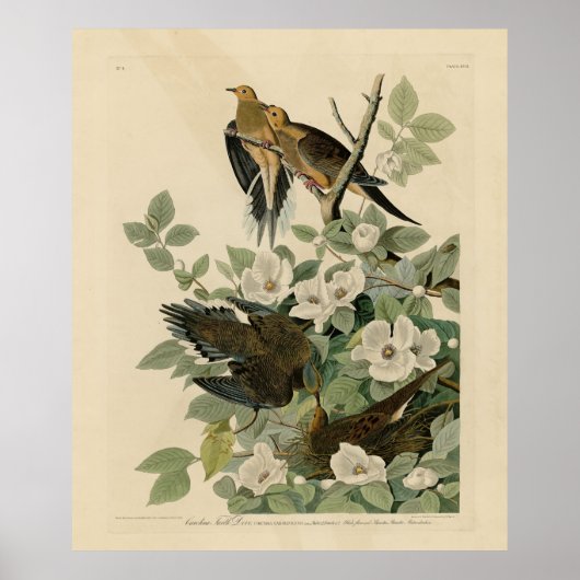 Carolina Turtle Dove Mourning Dove Audubon's vogel Poster (Voorkant)