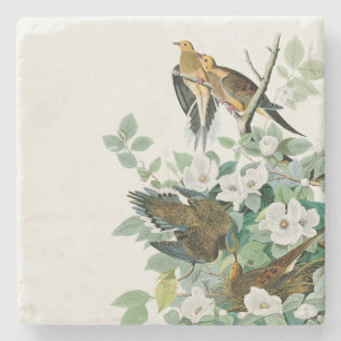 Carolina Turtle Dove, vogels van Amerika door John Stenen Onderzetter