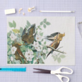 Carolina Turtle Dove, vogels van Amerika door John Tissuepapier (Craft)