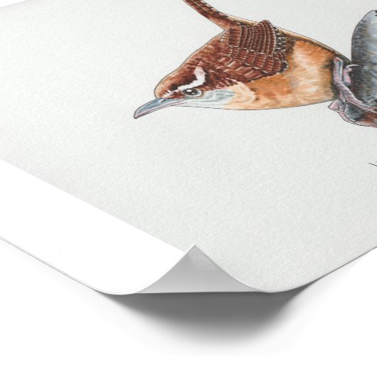 Carolina Wren Art Print (Hoek)
