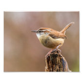 Carolina Wren Bird Foto Afdruk (Voorkant)