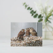 Carolina Wren Briefkaart (Staand voorkant)