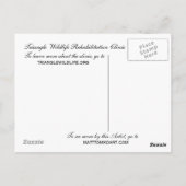 Carolina Wren Briefkaart (Achterkant)