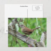 Carolina Wren Briefkaart (Voorkant / Achterkant)