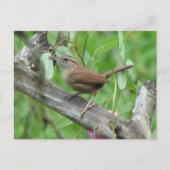 Carolina Wren Briefkaart (Voorkant)