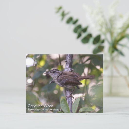 Carolina Wren Briefkaart (Staand voorkant)