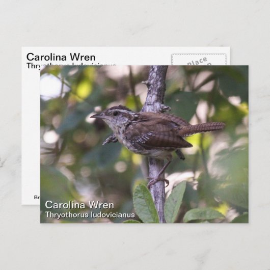 Carolina Wren Briefkaart (Voorkant / Achterkant)