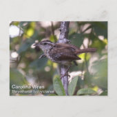 Carolina Wren Briefkaart (Voorkant)