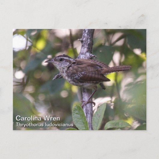 Carolina Wren Briefkaart (Voorkant)