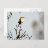 Carolina Wren Briefkaart (Voorkant / Achterkant)