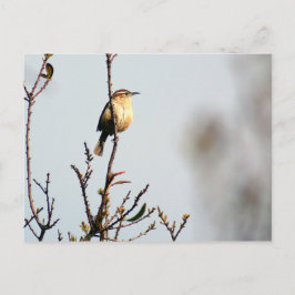 Carolina Wren Briefkaart