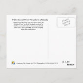 Carolina Wren Briefkaart (Achterkant)