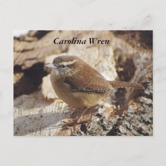 Carolina Wren Briefkaart (Voorkant)