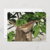 Carolina Wren Briefkaart (Voorkant / Achterkant)