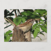 Carolina Wren Briefkaart (Voorkant)