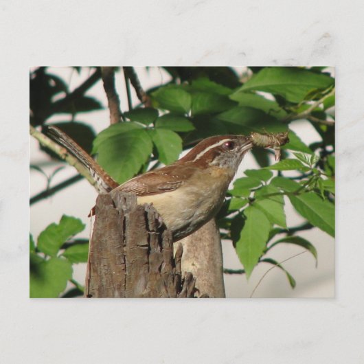 Carolina Wren Briefkaart (Voorkant)