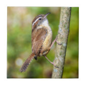 Carolina Wren Ceramic Photo Tile Tegeltje (Voorkant)