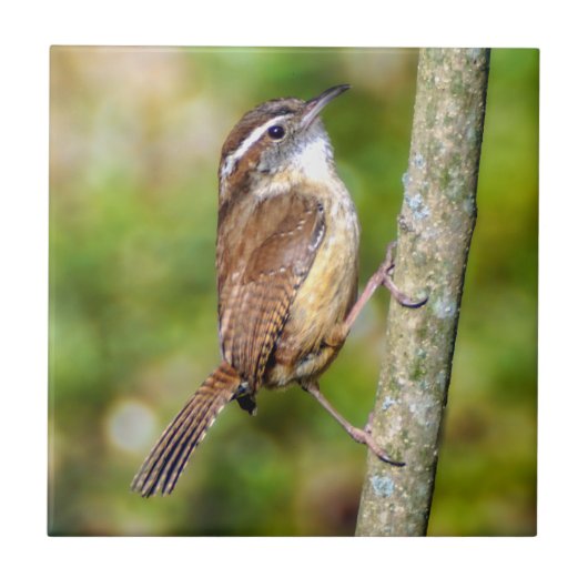 Carolina Wren Ceramic Photo Tile Tegeltje (Voorkant)