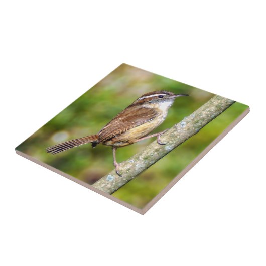Carolina Wren Ceramic Photo Tile Tegeltje (Zijkant)