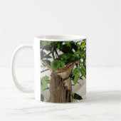 Carolina Wren Family 2 Mok (Links)