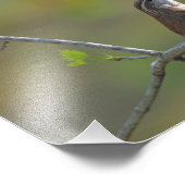 Carolina wren foto afdruk (Hoek)