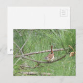 Carolina Wren in Pine Tree Briefkaart (Voorkant / Achterkant)
