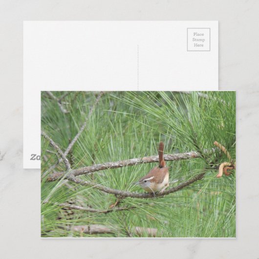Carolina Wren in Pine Tree Briefkaart (Voorkant / Achterkant)