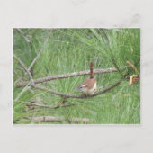 Carolina Wren in Pine Tree Briefkaart (Voorkant)