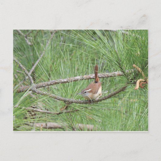 Carolina Wren in Pine Tree Briefkaart (Voorkant)