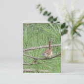 Carolina Wren in Pine Tree Briefkaart (Staand voorkant)