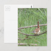 Carolina Wren in Pine Tree Briefkaart (Voorkant / Achterkant)