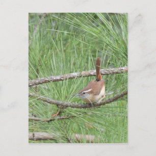 Carolina Wren in Pine Tree Briefkaart