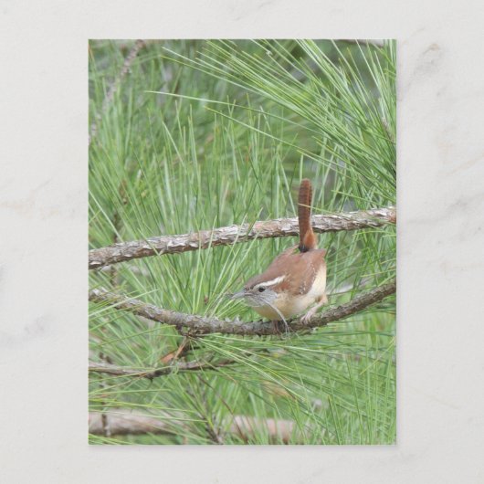 Carolina Wren in Pine Tree Briefkaart (Voorkant)