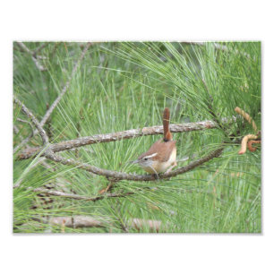 Carolina Wren in Pine Tree Foto Afdruk