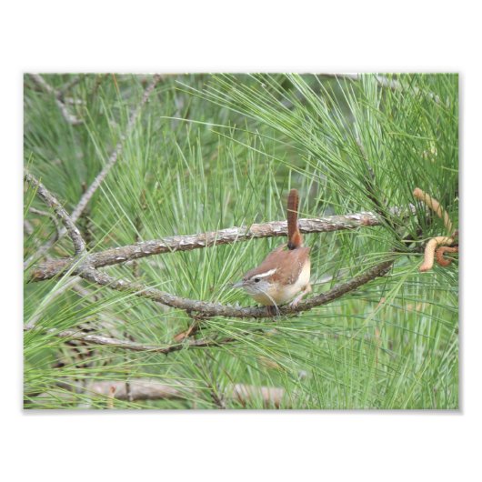 Carolina Wren in Pine Tree Foto Afdruk (Voorkant)
