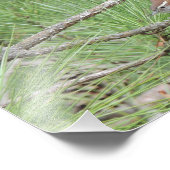 Carolina Wren in Pine Tree Foto Afdruk (Hoek)