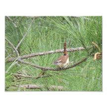 Carolina Wren in Pine Tree Foto