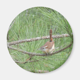 Carolina Wren in Pine Tree Magneet
