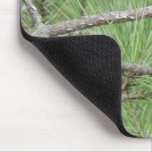 Carolina Wren in Pine Tree Muismat (Hoek)