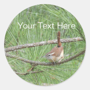 Carolina Wren in Pine Tree Ronde Sticker