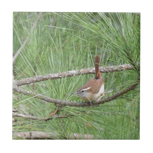 Carolina Wren in Pine Tree Tegeltje (Voorkant)