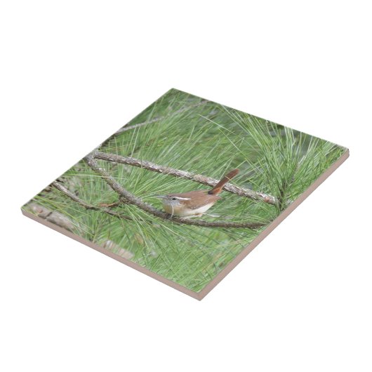 Carolina Wren in Pine Tree Tegeltje (Zijkant)