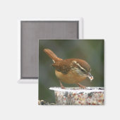 Carolina Wren Magneet (Voorkant / Achterkant)