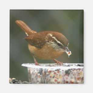 Carolina Wren Magneet